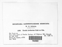 Torula herbarum image